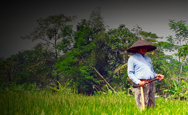 Sphere COVID-19 Case Study #1 Community led response in Indonesia