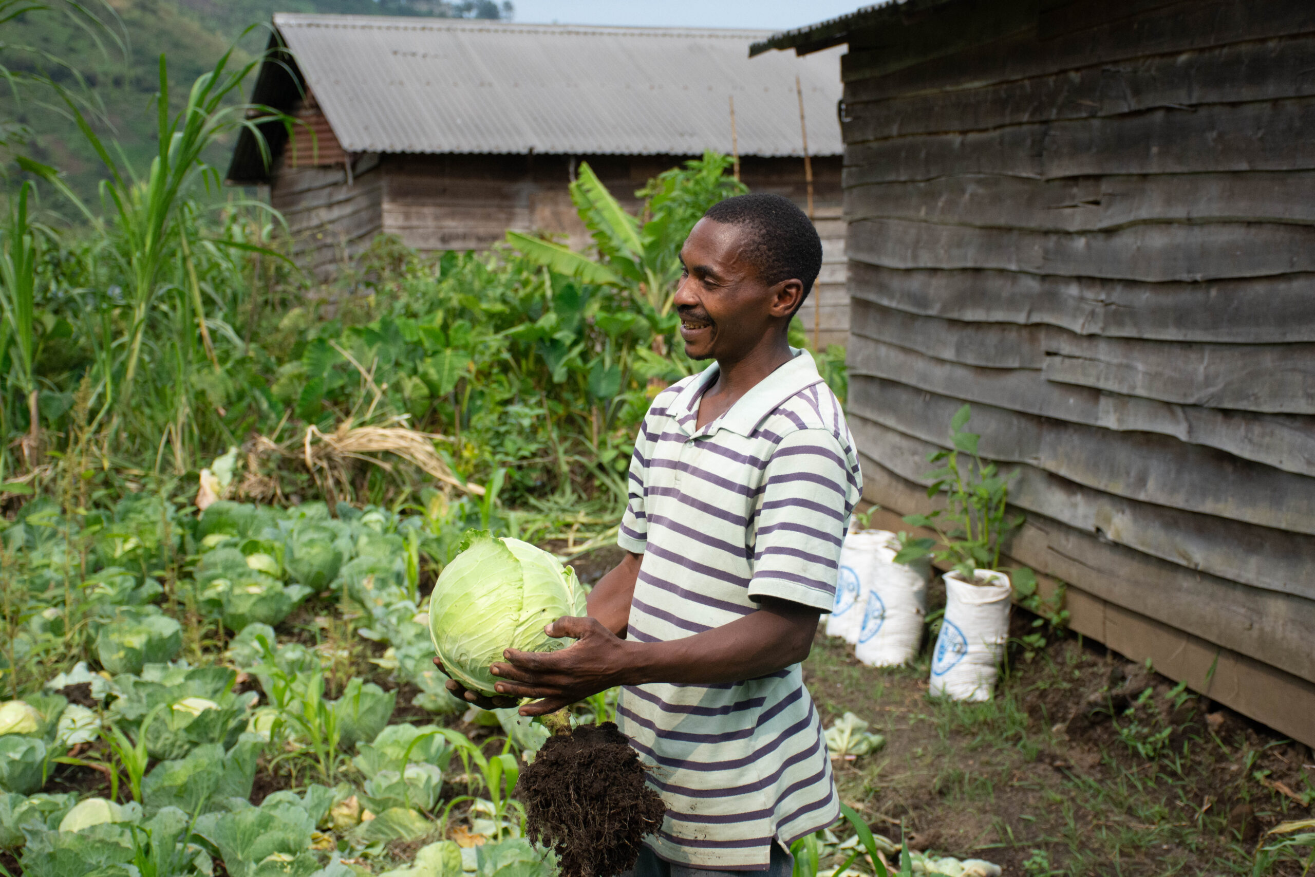 A smiling man in a striped shirt holds a freshly picked cabbage in a lush vegetable garden, with rustic wooden homes and greenery in the background.